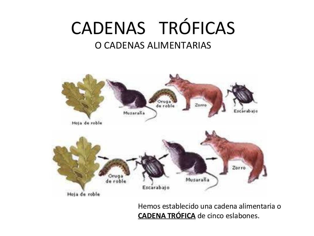CADENAS TRÓFICAS.