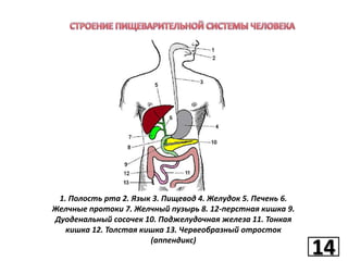 1. Полость рта 2. Язык 3. Пищевод 4. Желудок 5. Печень 6.
Желчные протоки 7. Желчный пузырь 8. 12-перстная кишка 9.
Дуоденальный сосочек 10. Поджелудочная железа 11. Тонкая
кишка 12. Толстая кишка 13. Червеобразный отросток
(аппендикс)

14
14

 