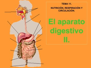 TEMA 11.
NUTRICIÓN, RESPIRACIÓN Y
CIRCULACIÓN.
El aparato
digestivo
II.
 