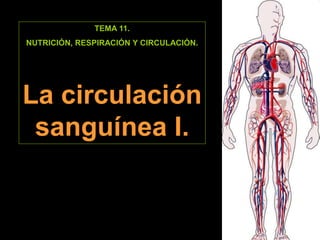 TEMA 11.
NUTRICIÓN, RESPIRACIÓN Y CIRCULACIÓN.
La circulación
sanguínea I.
 