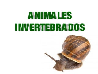 ANIMALES
INVERTEBRADOS
 