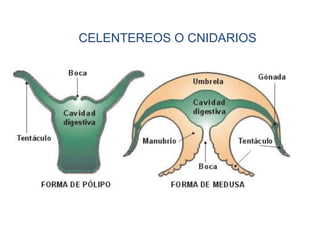 CELENTEREOS O CNIDARIOS
 