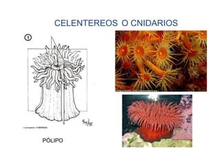 CELENTEREOS O CNIDARIOS
PÓLIPO
 