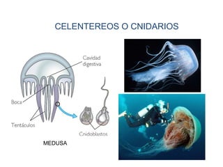 CELENTEREOS O CNIDARIOS
MEDUSA
 