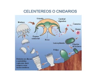 CELENTEREOS O CNIDARIOS
 