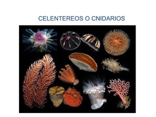 CELENTEREOS O CNIDARIOS
 