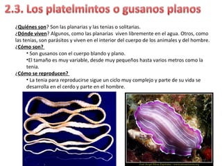 ¿Quiénes son? Son las planarias y las tenias o solitarias.
¿Dónde viven? Algunos, como las planarias viven libremente en el agua. Otros, como
las tenias, son parásitos y viven en el interior del cuerpo de los animales y del hombre.
¿Cómo son?
• Son gusanos con el cuerpo blando y plano.
•El tamaño es muy variable, desde muy pequeños hasta varios metros como la
tenia.
¿Cómo se reproducen?
• La tenia para reproducirse sigue un ciclo muy complejo y parte de su vida se
desarrolla en el cerdo y parte en el hombre.
 
