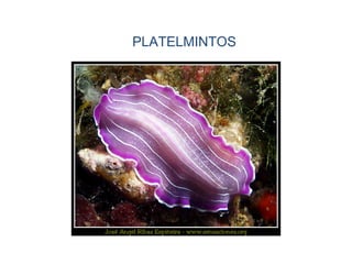 PLATELMINTOS
 