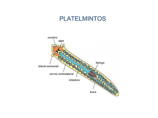 PLATELMINTOS
 