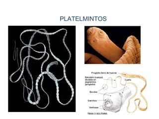 PLATELMINTOS
 