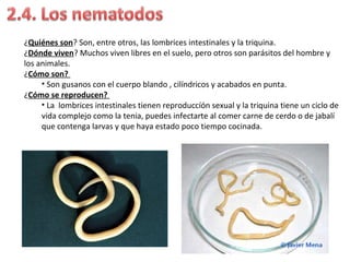 ¿Quiénes son? Son, entre otros, las lombrices intestinales y la triquina.
¿Dónde viven? Muchos viven libres en el suelo, pero otros son parásitos del hombre y
los animales.
¿Cómo son?
• Son gusanos con el cuerpo blando , cilíndricos y acabados en punta.
¿Cómo se reproducen?
• La lombrices intestinales tienen reproduccíón sexual y la triquina tiene un ciclo de
vida complejo como la tenia, puedes infectarte al comer carne de cerdo o de jabalí
que contenga larvas y que haya estado poco tiempo cocinada.
 