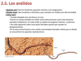 ¿Quiénes son? Son las lombrices, gusanos marinos y las sanguijuelas.
¿Dónde viven? Son acuáticos y terrestres, pero siempre en medios con alta humedad.
¿Cómo son?
• Cuerpo alargado con una boca y un ano.
•Tienen el cuerpo dividido en anillos tanto externamente como internamente
llamados metámeros. En cada anillo se repiten los órganos internos y externos.
• De cada segmento salen unos pelos llamados quetas que ayudan en
desplazamiento.
•En la zona central tienen unos anillos ensanchados llamados clitelo que es dónde
se encuentran los aparatos reproductores.
 