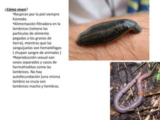 ¿Cómo viven?
•Respiran por la piel siempre
húmeda.
•Alimentación filtradora en la
lombrices (retiene las
partículas de alimento
pegadas a los granos de
tierra), mientras que las
sanguijuelas son hematófagas
( chupan sangre de animales )
•Reproducción sexual con
sexos separados y casos de
hermafroditas como las
lombrices. No hay
autofecundación (una misma
lombriz se cruza con
lombrices macho y hembras.
 