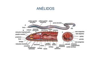 ANÉLIDOS
 