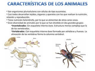 • Son organismos pluricelulares con células de tipo eucariotas.
• Casi todos desarrollan tejidos, órganos y aparatos con los que realizan la nutrición,
relación y reproducción.
• Tiene nutrición heterótrofa, por lo que se alimentan de otros seres vivos.
• Gran diversidad de animales por lo que se han dividido en dos grandes grupos:
•Invertebrados: Sin esqueleto interno óseo. Estructura menos compleja que la
de los vertebrados.
•Vertebrados: Con esqueleto interno óseo formado por vértebras y huesos. La
alineación de las vertebras forma la columna vertebral.
 
