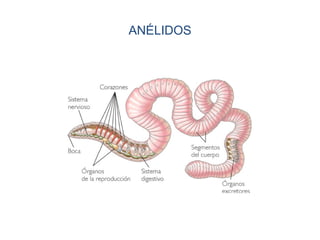 ANÉLIDOS
 