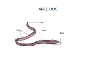 ANÉLIDOS
 