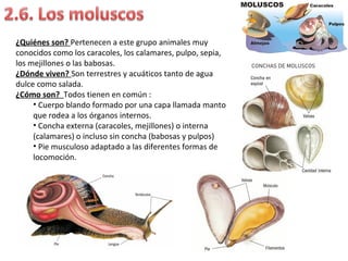 ¿Quiénes son? Pertenecen a este grupo animales muy
conocidos como los caracoles, los calamares, pulpo, sepia,
los mejillones o las babosas.
¿Dónde viven? Son terrestres y acuáticos tanto de agua
dulce como salada.
¿Cómo son? Todos tienen en común :
• Cuerpo blando formado por una capa llamada manto
que rodea a los órganos internos.
• Concha externa (caracoles, mejillones) o interna
(calamares) o incluso sin concha (babosas y pulpos)
• Pie musculoso adaptado a las diferentes formas de
locomoción.
 
