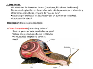 ¿Cómo viven?
•Se alimentan de diferentes formas (cazadores, filtradores, herbívoros) .
Tienen una lengüecilla con dientes llamada. rádula para raspar el alimento y
otros tienen mandíbulas en forma de “pico de loro”.
• Respiran por branquias los acuáticos y por un pulmón los terrestres.
• Reproducción sexual
Clasificación: Presentan varias clases:
• Clases Gasterópodo (caracoles y babosas)
• Concha generalmente enrollada en espiral
•Cabeza diferenciada con boca y tentáculos.
•Pie musculoso adaptado a caminar.
•Herbívoros que comen hojas raspándolas con la rádula.
 