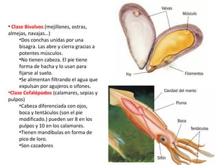 • Clase Bivalvos (mejillones, ostras,
almejas, navajas…)
•Dos conchas unidas por una
bisagra. Las abre y cierra gracias a
potentes músculos.
•No tienen cabeza. El pie tiene
forma de hacha y lo usan para
fijarse al suelo.
•Se alimentan filtrando el agua que
expulsan por agujeros o sifones.
•Clase Cefalópodos (calamares, sepias y
pulpos)
•Cabeza diferenciada con ojos,
boca y tentáculos (son el pie
modificado.) pueden ser 8 en los
pulpos y 10 en los calamares.
•Tienen mandíbulas en forma de
pico de loro.
•Son cazadores
 