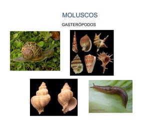MOLUSCOS
GASTERÓPODOS
 