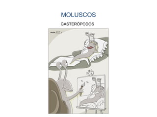 MOLUSCOS
GASTERÓPODOS
 