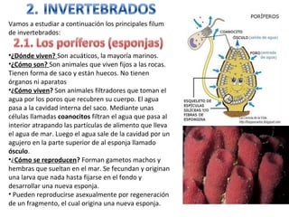 Vamos a estudiar a continuación los principales filum
de invertebrados:
•¿Dónde viven? Son acuáticos, la mayoría marinos.
•¿Cómo son? Son animales que viven fijos a las rocas.
Tienen forma de saco y están huecos. No tienen
órganos ni aparatos
•¿Cómo viven? Son animales filtradores que toman el
agua por los poros que recubren su cuerpo. El agua
pasa a la cavidad interna del saco. Mediante unas
células llamadas coanocitos filtran el agua que pasa al
interior atrapando las partículas de alimento que lleva
el agua de mar. Luego el agua sale de la cavidad por un
agujero en la parte superior de al esponja llamado
ósculo.
•¿Cómo se reproducen? Forman gametos machos y
hembras que sueltan en el mar. Se fecundan y originan
una larva que nada hasta fijarse en el fondo y
desarrollar una nueva esponja.
• Pueden reproducirse asexualmente por regeneración
de un fragmento, el cual origina una nueva esponja.
 