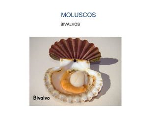 MOLUSCOS
BIVALVOS
 