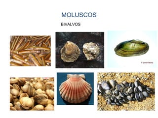 MOLUSCOS
BIVALVOS
 