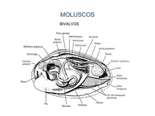 MOLUSCOS
BIVALVOS
 
