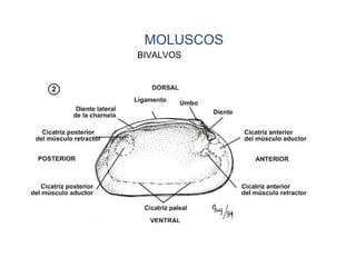 BIVALVOS
MOLUSCOS
 