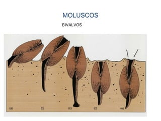 MOLUSCOS
BIVALVOS
 