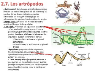 ¿Quiénes son? Son el grupo animal más numeroso
(más de las tres cuartas partes de los animales). Su
nombre deriva de que todos tienen patas
articuladas. Se incluyen en este grupo los
saltamontes, las gambas, los ciempiés o las arañas.
¿Dónde viven? En todos los medios: terrestre,
acuáticos (de agua dulce y salada)
¿Cómo son? Presentan las siguientes características:
• Cuerpo dividido en segmentos. Estos se
pueden agrupar formando un cuerpo con tres
partes: la cabeza, el tórax o el abdomen. En
algunos se pueden fusionar dos partes:
• Si es la cabeza + tórax se origina el
cefalotórax.
• si es el tórax y el abdomen se origina el
tronco.
•Apéndices que parten de los segmentos.
Pueden ser patas, alas, antenas, etc. Estos
apéndices tienen piezas articuladas, como las
patas y las antenas.
• Tiene exoesqueleto (esqueleto externo) al
que sujetan los músculos internos, y que les
protege de depredadores y les hace no perder
agua. Cuando el animal crece lo cambia por
otro (muda)
 