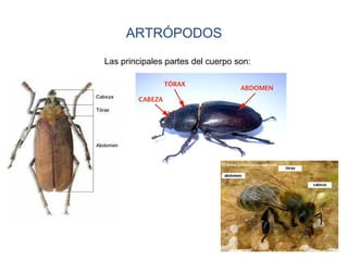 ARTRÓPODOS
Las principales partes del cuerpo son:
 