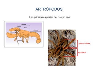 ARTRÓPODOS
Las principales partes del cuerpo son:
CEFALOTORAX
ABDOMEN
 