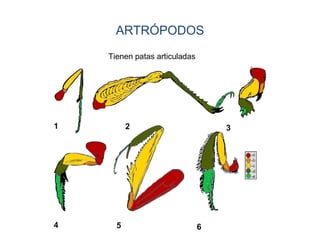 ARTRÓPODOS
Tienen patas articuladas
 