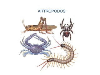 ARTRÓPODOS
 
