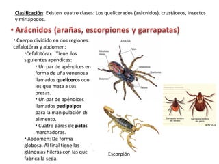 Clasificación: Existen cuatro clases: Los quelicerados (arácnidos), crustáceos, insectos
y miriápodos.
• Cuerpo dividido en dos regiones:
cefalotórax y abdomen:
•Cefalotórax: Tiene los
siguientes apéndices:
• Un par de apéndices en
forma de uña venenosa
llamados quelíceros con
los que mata a sus
presas.
• Un par de apéndices
llamados pedipalpos
para la manipulación del
alimento.
• Cuatro pares de patas
marchadoras.
• Abdomen: De forma
globosa. Al final tiene las
glándulas hileras con las que
fabrica la seda.
Escorpión
 