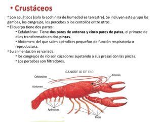 • Son acuáticos (solo la cochinilla de humedad es terrestre). Se incluyen este grupo las
gambas, los cangrejos, los percebes o los centollos entre otros.
• El cuerpo tiene dos partes:
• Cefalotórax: Tiene dos pares de antenas y cinco pares de patas, el primero de
ellos transformado en dos pinzas.
• Abdomen: del que salen apéndices pequeños de función respiratoria o
reproductora.
• Su alimentación es variada:
• los cangrejos de río son cazadores sujetando a sus presas con las pinzas.
• Los percebes son filtradores.
 