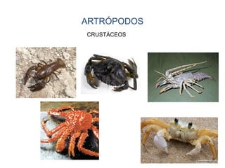 ARTRÓPODOS
CRUSTÁCEOS
 