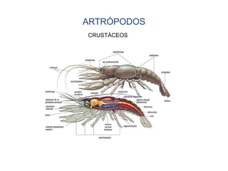 ARTRÓPODOS
CRUSTÁCEOS
 