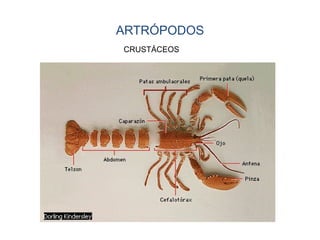 ARTRÓPODOS
CRUSTÁCEOS
 