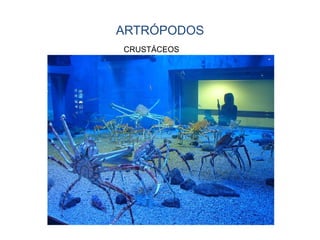 ARTRÓPODOS
CRUSTÁCEOS
 