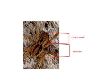 CEFALOTORAX
ABDOMEN
 