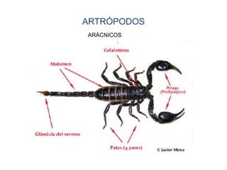 ARTRÓPODOS
ARÁCNICOS
 