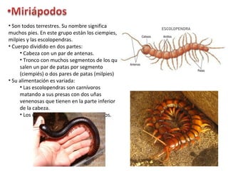 • Son todos terrestres. Su nombre significa
muchos pies. En este grupo están los ciempies,
milpies y las escolopendras.
• Cuerpo dividido en dos partes:
• Cabeza con un par de antenas.
• Tronco con muchos segmentos de los que
salen un par de patas por segmento
(ciempiés) o dos pares de patas (milpies)
• Su alimentación es variada:
• Las escolopendras son carnívoros
matando a sus presas con dos uñas
venenosas que tienen en la parte inferior
de la cabeza.
• Los ciempiés y milpiés son herbívoros.
 