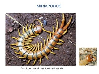 MIRIÁPODOS
Escolopendra. Un artrópodo miriápodo
 