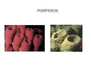 PORÍFEROS
 