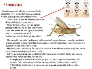 • Son el grupo animal más numeroso. Están
presentes en el medio terrestre y acuático.
• Tiene el cuerpo divido en tres partes:
• Cabeza con un par de antenas, la boca y
dos grandes ojos compuestos.
• Tórax de tres anillos, con un par de
patas por anillo. De los dos posteriores
salen dos pares de alas (que pueden ser
solo un par o no tener alas)
•Abdomen: Segmentado sin apéndices.
• Alimentación variada: Herbívoros (saltamontes,), depredadores (mantis), parásitos
(piojos, pulgas), jugos de plantas (mariposas), sangre (mosquitos). Tienen un aparato
bucal adaptado a la alimentación.
• Reproducción: Sexual con fecundación interna. Ponen huevos (ovíparos) aunque los
escorpiones son vivíparos (paren crías)
• Sufren metamorfosis que son las transformaciones que sufren desde que nacen
hasta que se hacen adultos. Puede ser:
• Simple: pocas transformaciones ya que las larvas se parecen mucho a los
adultos. Solo sufren mudas hasta hacerse adultos (saltamontes, mantis)
• Completa: Las larvas se transforman en la pupa o crisálida del que sale el
adulto
 
