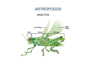 ARTRÓPODOS
INSECTOS
 